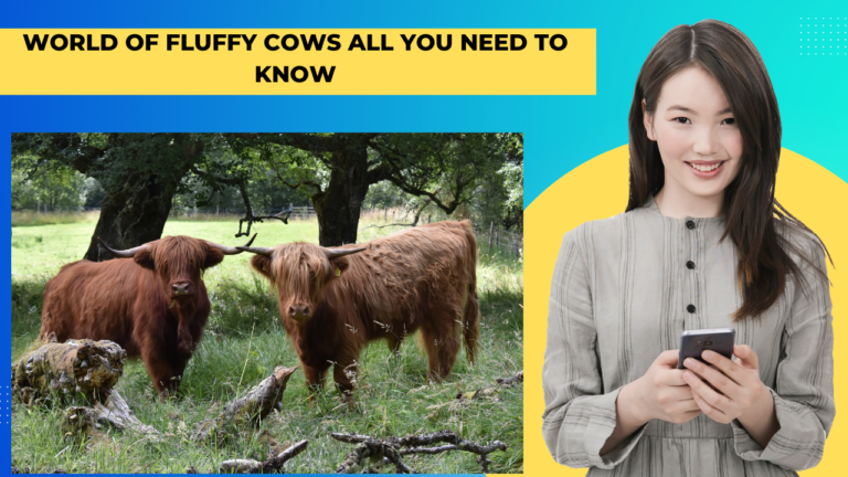 fluffy cows